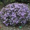 impeditum xhybridum - Rhododendron  impeditum ; Rhododendron Dwarf Hybrids - impeditum xhybridum - Rhododendron impeditum