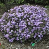 impeditum xhybridum - Różanecznik miniaturowy, różanecznik gęsty - impeditum xhybridum - Rhododendron impeditum