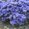 Blue Tit - Kissen-Rhododendron - Blue Tit - Rhododendron impeditum