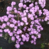 Coralium - Rhododendron ; Rhododendron Dwarf Hybrids - Coralium - Rhododendron impeditum