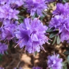 Azurika lapponicum - Rhododendron ;  Rhododendron Dwarf Hybrids - Azurika lapponicum - Rhododendron