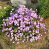 Blue Silver - Rhododendron impeditum  ;Rhododendron Dwarf Hybrids - Blue Silver - Rhododendron impeditum