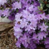 Blue Silver - Kissen-Rhododendron - Blue Silver - Rhododendron impeditum