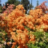 Tan Glow - Азалия крупноцветковая - Tan Glow - Rhododendron  (Azalea)
