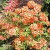 Glowing Embers - Azalia wielkokwiatowa - Glowing Embers - Rhododendron (Azalea)