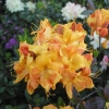 Klondyke - Azalea - Klondyke - Rhododendron (Azalea)