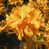 Klondyke - Azalia wielkokwiatowa - Klondyke - Rhododendron (Azalea)