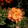 Gibraltar - Azalia wielkokwiatowa - Gibraltar - Rhododendron (Azalea)