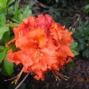 Gibraltar - Azalee - Gibraltar - Rhododendron (Azalea)