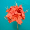 Fireball - Азалия крупноцветковая - Fireball - Rhododendron  (Azalea)