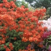 Fireball - Азалия крупноцветковая - Fireball - Rhododendron  (Azalea)