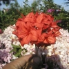 Fireball - Азалия крупноцветковая - Fireball - Rhododendron  (Azalea)