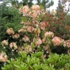 Chanel - Azalia wielkokwiatowa - Chanel - Rhododendron (Azalea)
