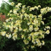 Toucan - Азалия крупноцветковая - Toucan - Rhododendron  (Azalea)