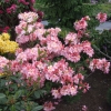Cecile - Azalia wielkokwiatowa - Cecile - Rhododendron (Azalea)