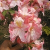 Cecile - Azalee - Cecile - Rhododendron (Azalea)