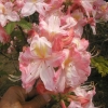 Cecile - Azalia wielkokwiatowa - Cecile - Rhododendron (Azalea)