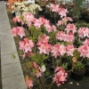 Cecile - Azalia wielkokwiatowa - Cecile - Rhododendron (Azalea)