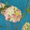 Cannon's Double - Azalea - Cannon's Double - Rhododendron (Azalea)