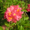 Juanita - Azalea - Juanita - Rhododendron  (Azalea)