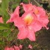 Juanita - Azalee - Juanita - Rhododendron  (Azalea)