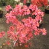 Juanita - Azalee - Juanita - Rhododendron  (Azalea)