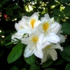 Persil - Azalea - Persil - Rhododendron (Azalea)
