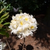 Schneegold - Azalea - Schneegold - Rhododendron (Azalea)