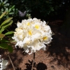 Schneegold - Azalia wielkokwiatowa - Schneegold - Rhododendron (Azalea)