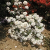 Schneegold - Azalee - Schneegold - Rhododendron (Azalea)