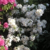 Schneegold - Azalea - Schneegold - Rhododendron (Azalea)