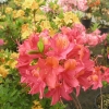 Tunis - Azalee - Tunis - Rhododendron (Azalea)