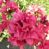 Fabiola - Азалия крупноцветковая - Fabiola - Rhododendron  (Azalea)