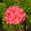 Fabiola - Азалия крупноцветковая - Fabiola - Rhododendron  (Azalea)
