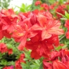 Parkfeuer - Azalee - Parkfeuer - Rhododendron (Azalea)