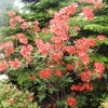 Parkfeuer - Azalia wielkokwiatowa - Parkfeuer - Rhododendron (Azalea)