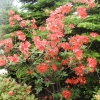 Parkfeuer - Azalee - Parkfeuer - Rhododendron (Azalea)