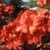 Parkfeuer - Azalia wielkokwiatowa - Parkfeuer - Rhododendron (Azalea)