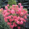 Sarina - Azalia wielkokwiatowa - Sarina - Rhododendron  (Azalea)