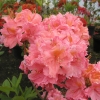 Sarina - Azalea - Sarina - Rhododendron  (Azalea)