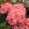 Sarina - Azalee - Sarina - Rhododendron  (Azalea)