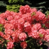 Sarina - Azalia wielkokwiatowa - Sarina - Rhododendron  (Azalea)