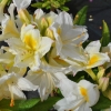 Persil - Azalee - Persil - Rhododendron (Azalea)