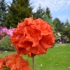 Feuerwerk - Azalee - Feuerwerk - Rhododendron (Azalea)