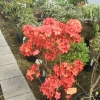 Feuerwerk - Azalia wielkokwiatowa - Feuerwerk - Rhododendron (Azalea)