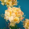 Golden Sunset - Azalea - Golden Sunset - Rhododendron (Azalea)