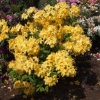 Golden Sunset - Azalea - Golden Sunset - Rhododendron (Azalea)