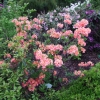 Il Tasso - Азалия крупноцветковая - Il Tasso - Rhododendron (Azalea)