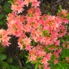 Il Tasso - Азалия крупноцветковая - Il Tasso - Rhododendron (Azalea)