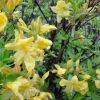 Anneke - Azalea - Anneke - Rhododendron (Azalea)